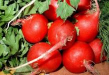 Growing radishes: how to achieve a harvest When to thin out radishes