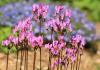 Dodecatheon - cultivation, planting and care in the open field Dodecatheon flower planting and care