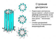 Строение и функции клеточного центра