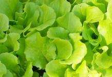 Plant salad: varieties, cultivation, beneficial properties Plant salad