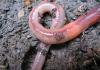 The circulatory system of the earthworm: description, structure and features