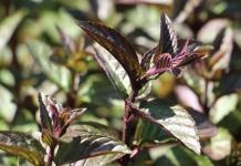 Mint: beneficial and medicinal properties, contraindications and uses Chocolate mint