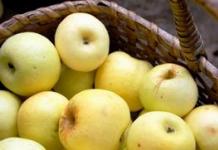 Verschiedene Apfelsorten.  Katalog der Apfelsorten.  Apfelsorten, die für den Anbau in kalten Klimazonen geeignet sind